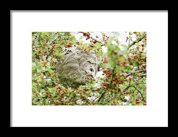 Pollinators Framed Print featuring the photograph Wide View Of A Bee's Nest Hanging In A Crab Apple Tree by Cavan Images