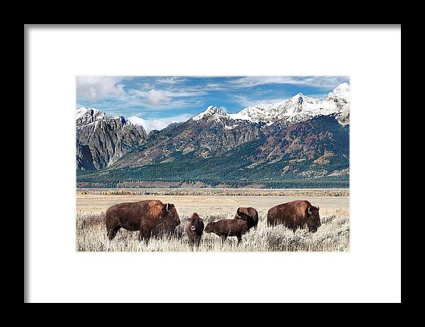 Bison Framed Print featuring the photograph Wild Bison on the Open Range by Kathleen Bishop