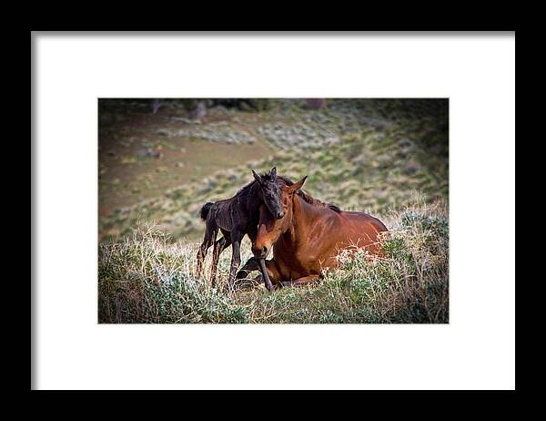Baby Foal Framed Print featuring the photograph Wild black new born foal and mare by Waterdancer