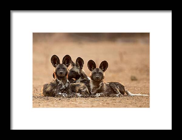 Wildlife Framed Print featuring the photograph Wild Bunch by Jaco Marx