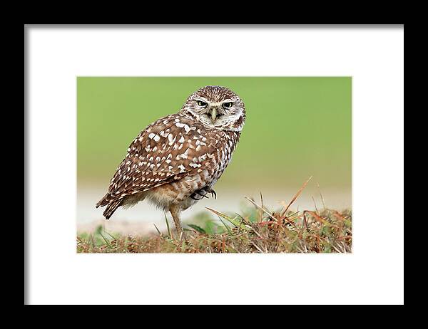Cape Coral Framed Print featuring the photograph Wild Burrowing Owl Balancing On One Leg by Mlorenzphotography