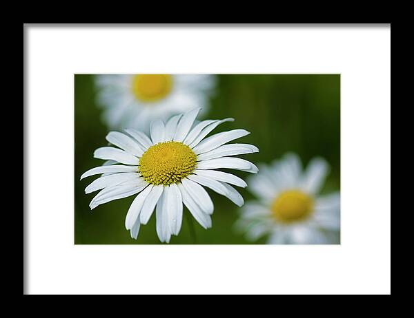 Flower Framed Print featuring the photograph Wild Daisies by Bob Decker
