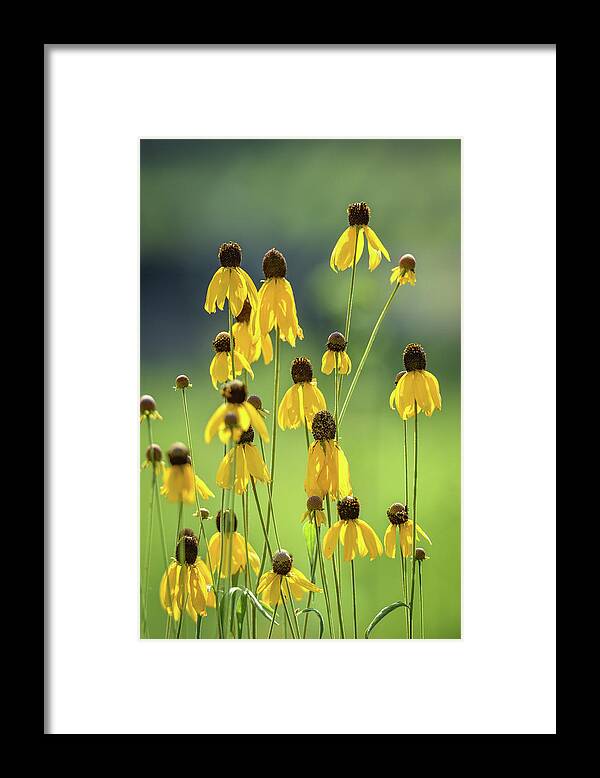 Black Eyed Susans Framed Print featuring the photograph Wild Flowers by Michelle Wittensoldner