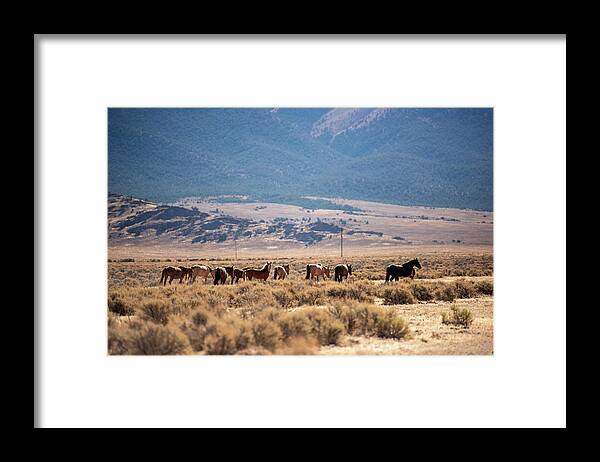 Wild Horses Framed Print featuring the photograph Wild Horses by Aileen Savage