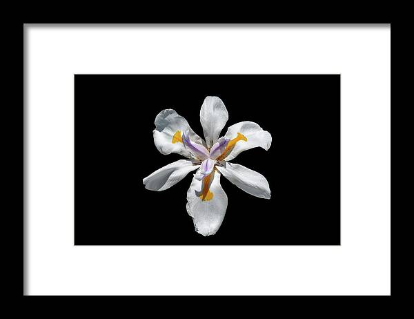 Iris Framed Print featuring the photograph Wild Iris on Black by Alison Frank