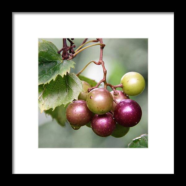 Wild Framed Print featuring the photograph Wild Muscadine Grapes by Philip And Robbie Bracco