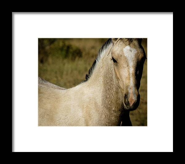 Andalusia Framed Print featuring the photograph Wild Mustangs of New Mexico 5 by Catherine Sobredo