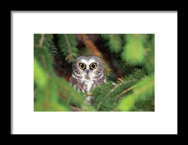 Animal Themes Framed Print featuring the photograph Wild Northern Saw-whet Owl by Mlorenzphotography