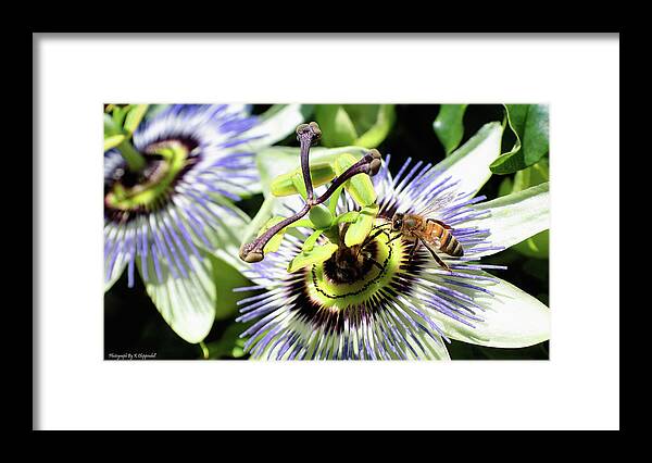 Wild Passion Flower Framed Print featuring the digital art Wild passion flower 001 by Kevin Chippindall