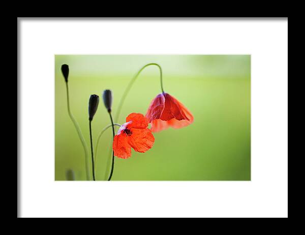Outdoors Framed Print featuring the photograph Wild Poppies by Peter Chadwick Lrps
