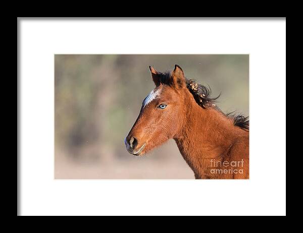 Blue Eye Framed Print featuring the photograph Wild Portrait by Shannon Hastings