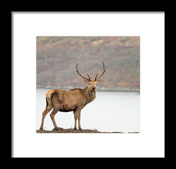 Scenics Framed Print featuring the photograph Wild Scottish Red Deer Stag by Georgeclerk