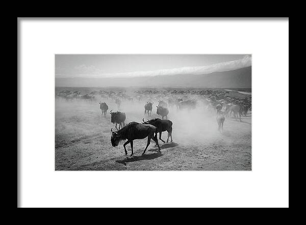 Horned Framed Print featuring the photograph Wildebeests, Ngorongoro, Tanzania by Photography Taken By Ivan Dupont