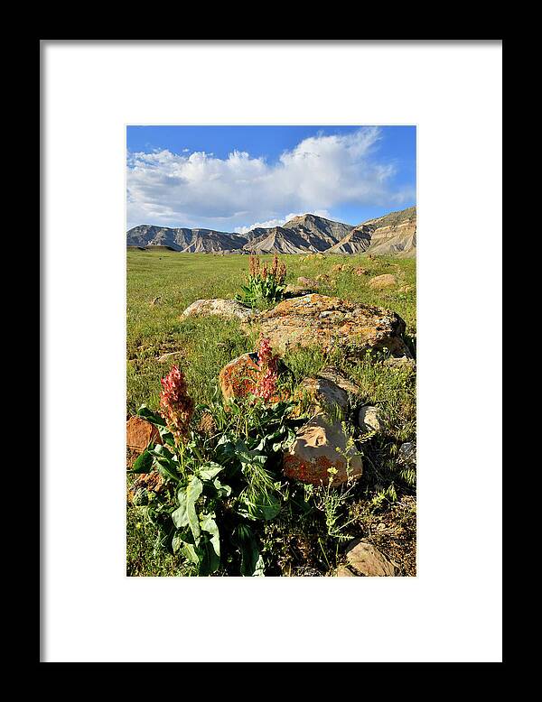 Book Cliffs Framed Print featuring the photograph Wildflower Blooms in Book Cliffs by Ray Mathis