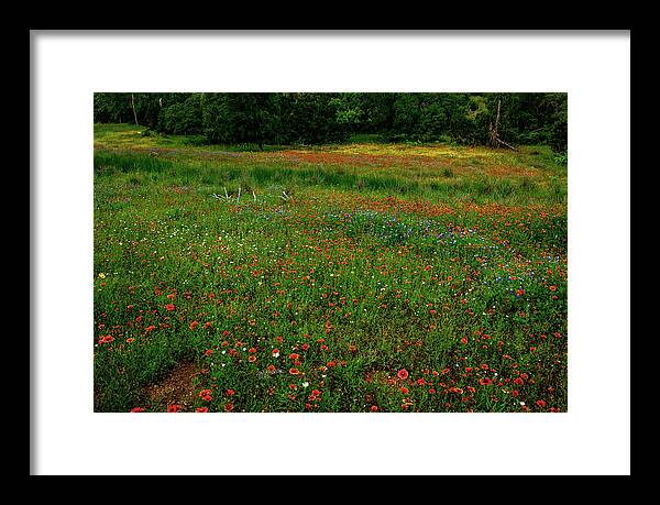 Texas Wildflowers Framed Print featuring the photograph Wildflower Glory by Johnny Boyd