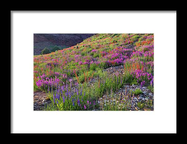 Wildflowers Framed Print featuring the photograph Wildflower Hill by Denise Bush