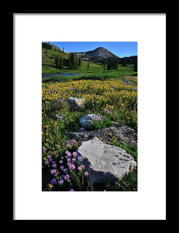 Snowy Range Mountains Framed Print featuring the photograph Wildflowers Bloom in Snowy Range by Ray Mathis