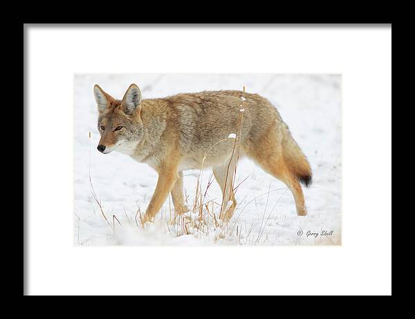 Nature Framed Print featuring the photograph Wiley E. Coyote by Gerry Sibell