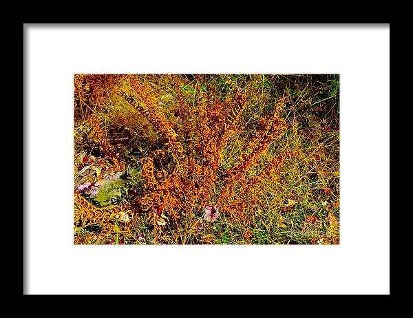 Willow In The Wind Framed Print featuring the photograph Willow in the Wind by Barbra Telfer