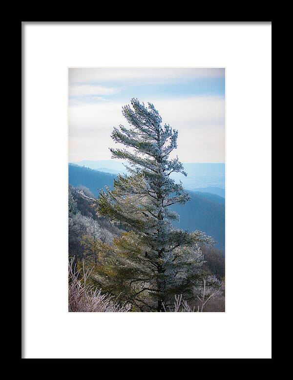 Blue Ridge Framed Print featuring the photograph Wind Shaped by Mark Duehmig