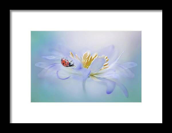 Ladybird Framed Print featuring the photograph Windflower Lady by Jacky Parker