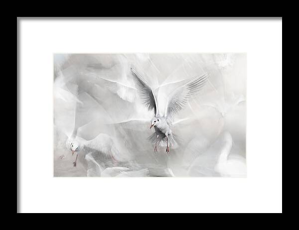 Seagull Framed Print featuring the photograph Winds Of Freedom by Martine Benezech