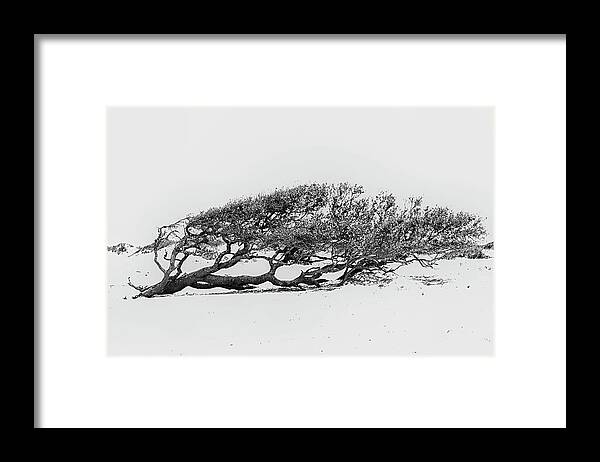 Beach Framed Print featuring the photograph Windswept by Bob Decker