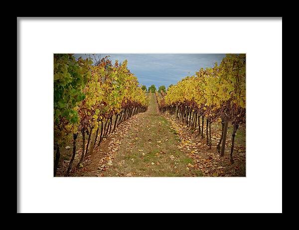 Wine Time Vines Framed Print featuring the photograph Wine Time Vines by Susan Vizvary Photography