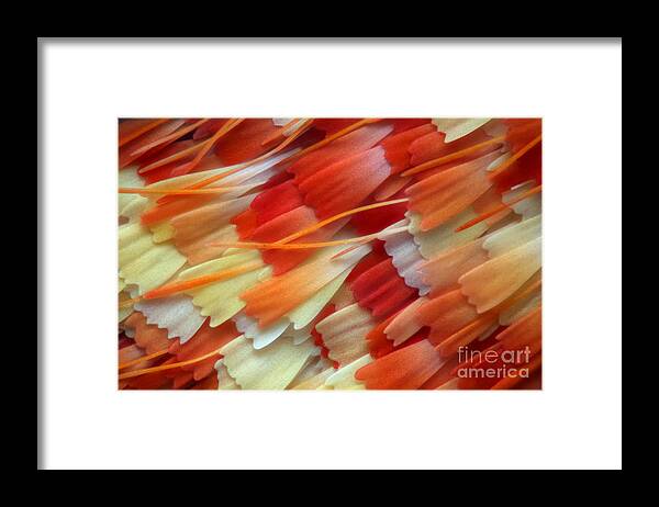 Close Up Framed Print featuring the photograph Wing Scales Of A Moth Scoliopteryx by Nikola Rahme