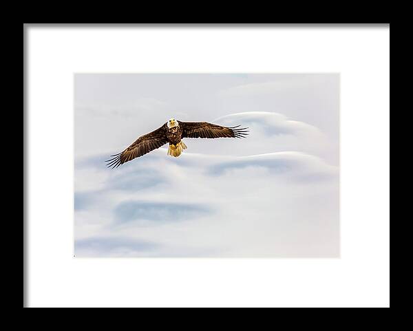 Eagle Framed Print featuring the photograph Wings on High by David Wagenblatt