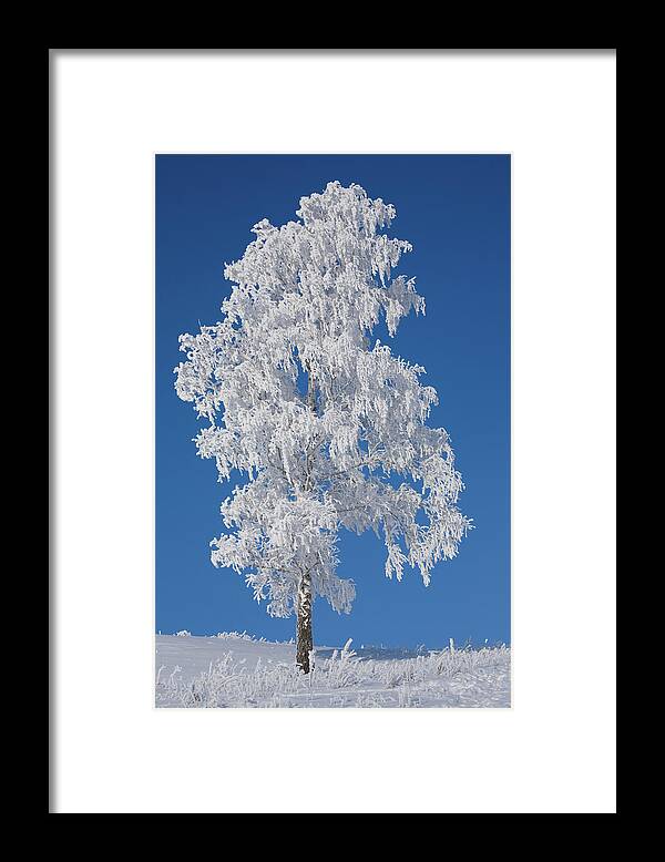 Scenics Framed Print featuring the photograph Winter Birch Tree by Luvo