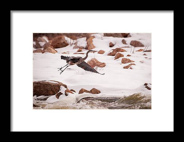 Great Blue Heron (ardea Herodias) Framed Print featuring the photograph Winter Blue by Jeff Phillippi