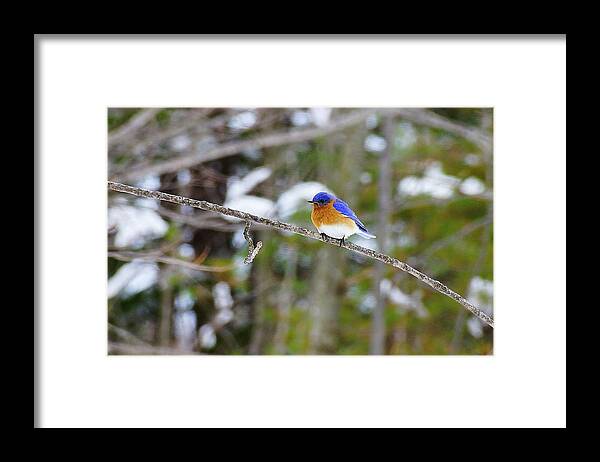 Bird Framed Print featuring the photograph Winter Blue by Rockybranch Dreams