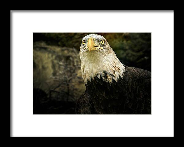 Eagle Framed Print featuring the photograph Winter Eagle by Bob Orsillo