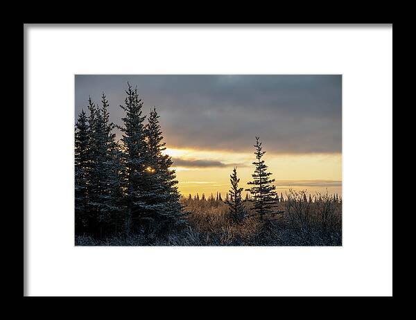Forest Framed Print featuring the photograph Winter Forest Sunrise by Mark Hunter