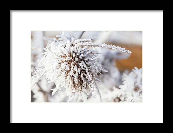 Freezing Framed Print featuring the photograph Winter frost on a garden thistle by Simon Bratt
