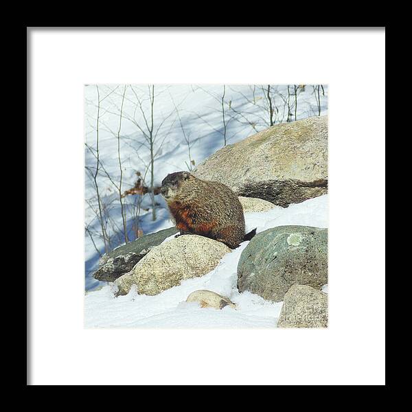 Groundhog Framed Print featuring the photograph Winter Groundhog by Amy E Fraser