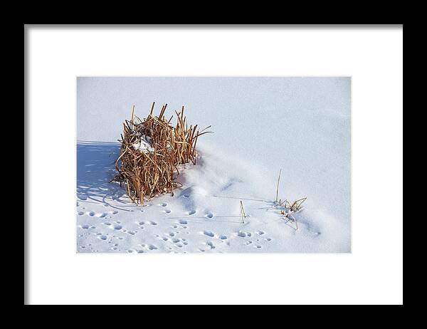 Reeds Framed Print featuring the photograph Winter Reeds by Todd Klassy