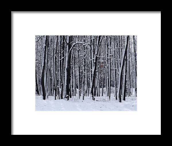 Tranquility Framed Print featuring the photograph Winter Trees by Senchy