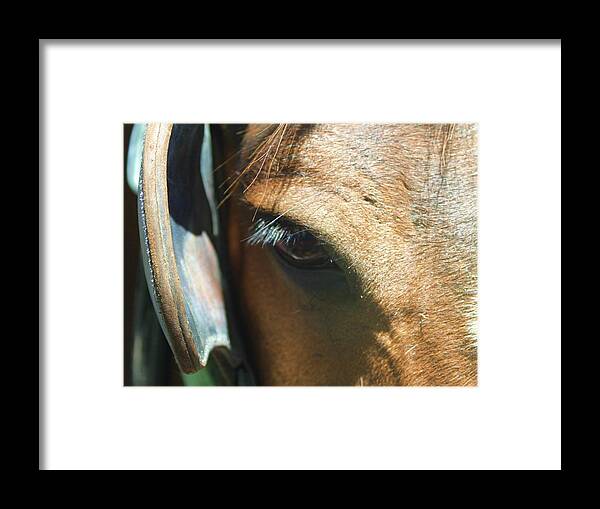 Horse Framed Print featuring the photograph Wise Eye by Fred Bailey
