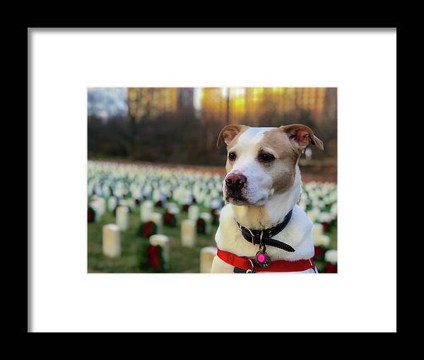 Dog Framed Print featuring the photograph With Respect by Lora J Wilson
