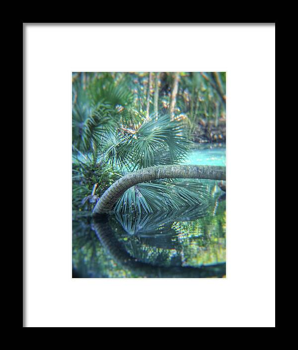Trees Framed Print featuring the photograph Witnessing Nature by Portia Olaughlin