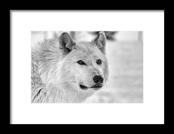 Wolf B&w 5014 Framed Print featuring the photograph Wolf B&w 5014 by Gordon Semmens