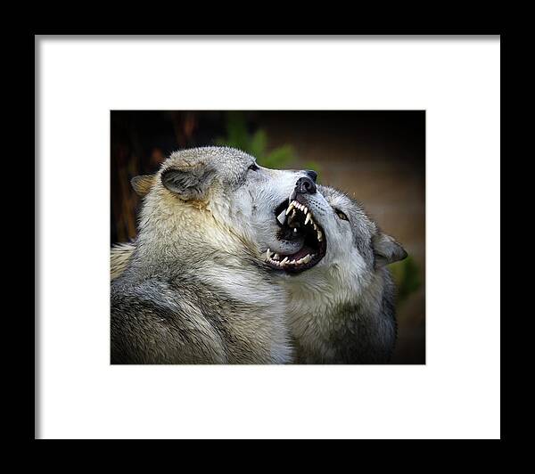 Animal Themes Framed Print featuring the photograph Wolf Fight by Thanks! Steve Mckinzie