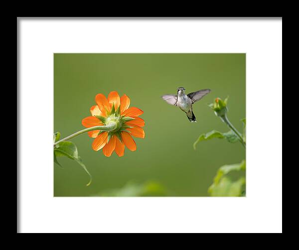  Framed Print featuring the photograph Wondering In Garden by Eugene Zhu