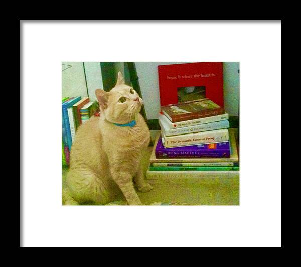 Tan Cat Framed Print featuring the photograph Wondering Too by Debra Grace Addison