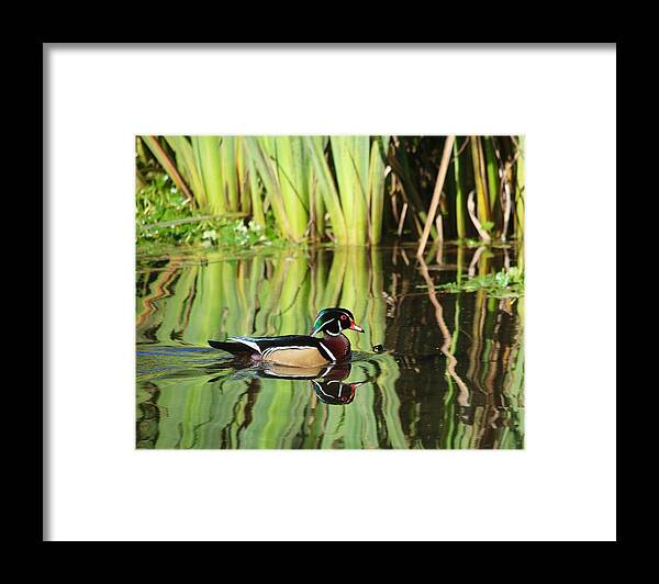 Bird Framed Print featuring the photograph Wood Duck Reflection 1 by Todd Kreuter