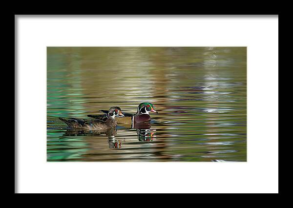 Wood Duck Framed Print featuring the photograph Wood Ducks by Rick Mosher