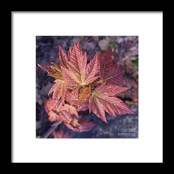 Photography Framed Print featuring the photograph Woodland 136 by Amy E Fraser