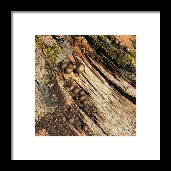 Photography Framed Print featuring the photograph Woodland 52 by Amy E Fraser